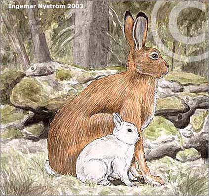 Hare och dvärgkanin-tusch akvarell digitalt