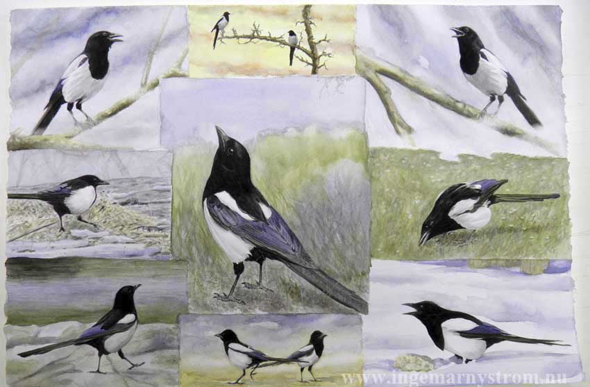 skata magpie