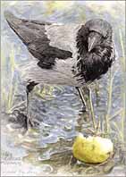 KLICKA F&Ouml;R F&Aring;GELM&Aring;LNINGAR!