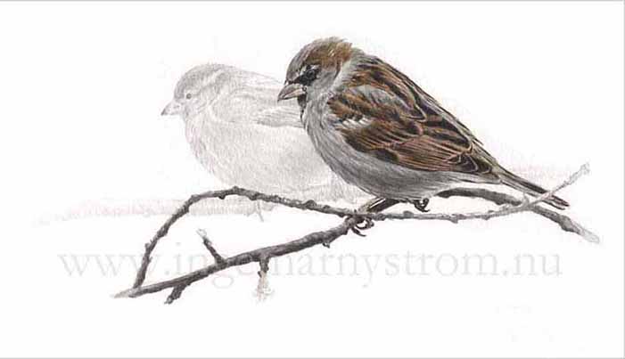 gr&aring;sparv, house sparrow, haussperling