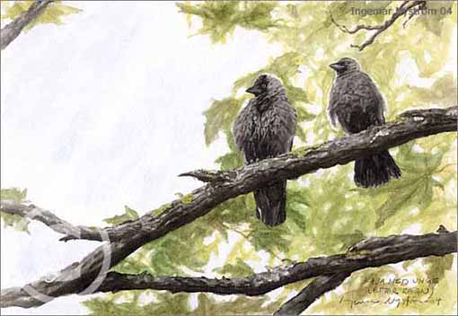 Kaja med unge Jackdaw with young