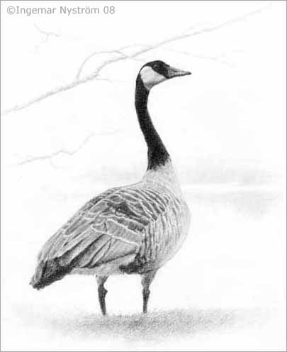 kanadag&aring;s, canada goose