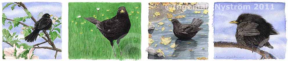 Koltrastar-fyra &aring;rstider