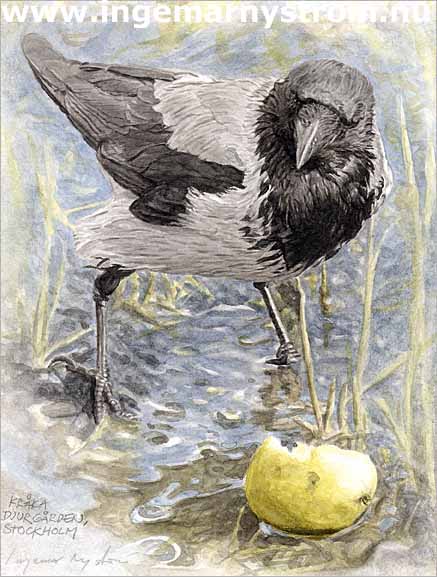 kr&aring;ka med &auml;pple 