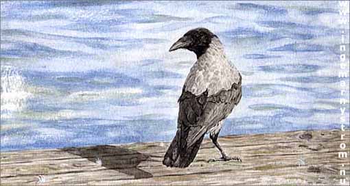 Hooded crow 