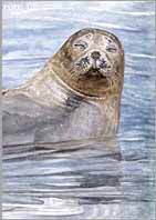 KLICKA F&Ouml;R DJUR/NATUR!