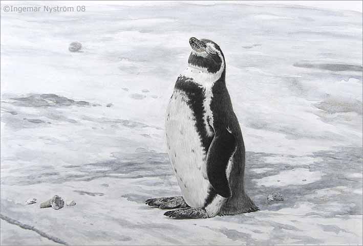 pingvin, humboldtpingvin, penguine