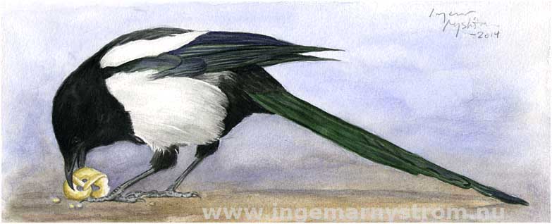 skata, magpie, elster